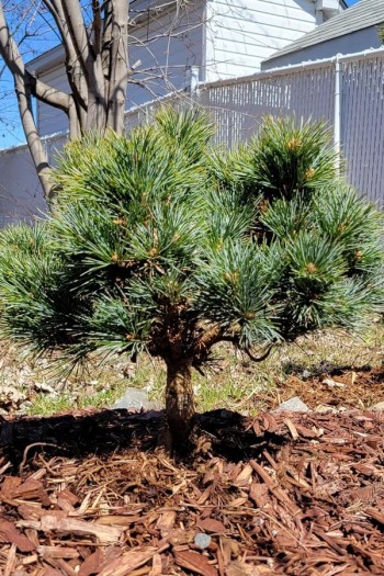 Сосна корейська Блю Болл|Pinus koraiensis ’Blue Ball’|Сосна корейськая Блю Болл